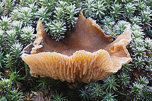 蘑菇,发光,自然,区域,北卡罗来纳,美国