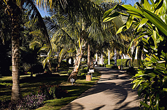 道路,排列,棕榈树,瓦拉德罗,古巴