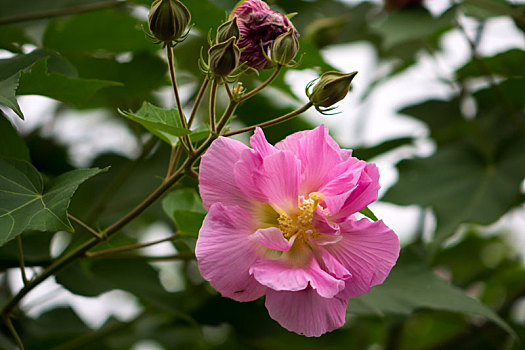 木芙蓉,木莲,芙蓉花