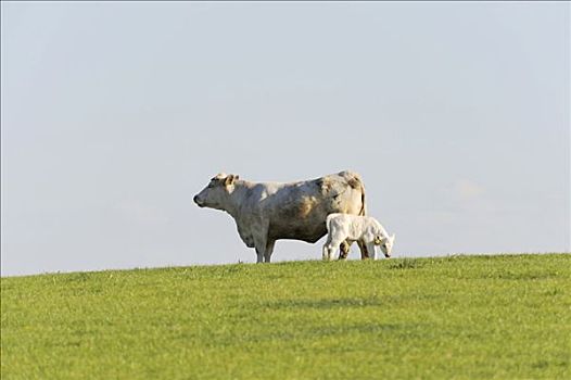 夏洛莱牛,母牛,站立,草场,巴伐利亚,德国,欧洲