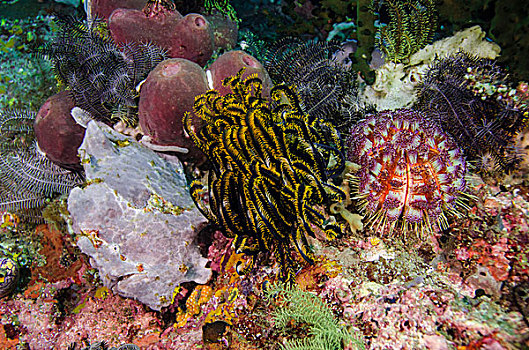 印度尼西亚,科莫多国家公园,白色,襞鱼,珊瑚,礁石,画廊