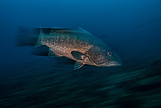 石斑鱼,鱼,长时间曝光,蓬塔雷纳斯,哥斯达黎加