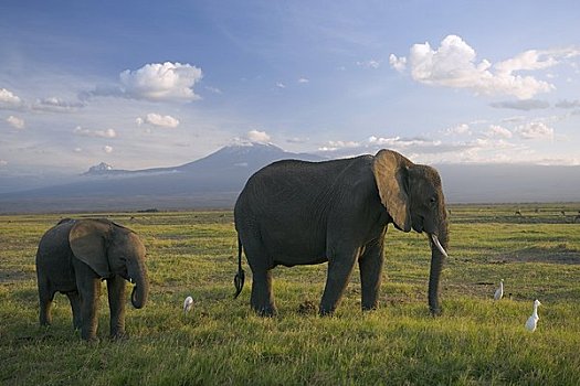 大象,山,乞力马扎罗山,马赛马拉国家公园,肯尼亚