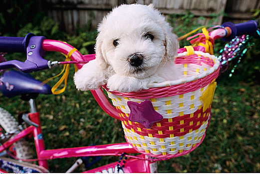小狗,自行车,篮子