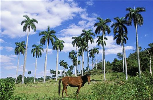 西印度群岛,古巴