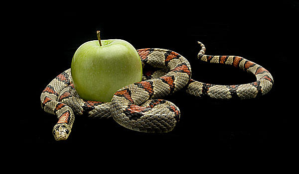 蛇,滑动,苹果,黑色背景