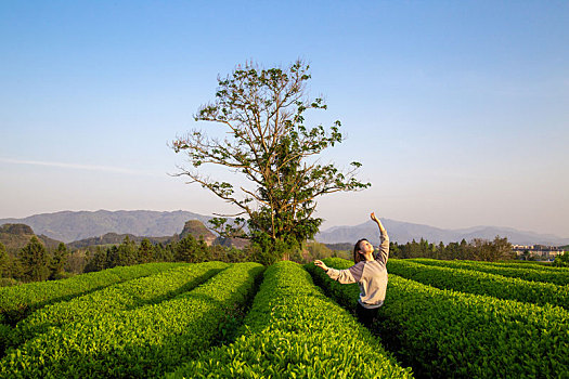 武夷巖茶