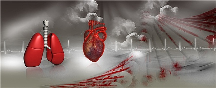 心脏,基因,肺