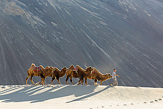 男人,几个,骆驼,沙漠