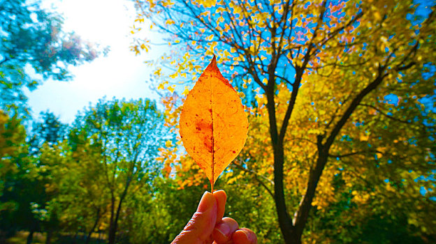 秋季树林手拿一片黄色树叶