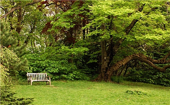 公园长椅,树