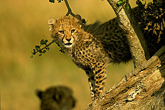 印度豹,猎豹,幼兽,站立,树上,肯尼亚