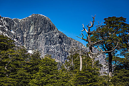 风景,山顶,山,纳韦尔瓦皮,国家公园,阿根廷