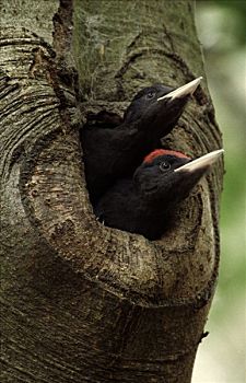 黑啄木鸟,两个,幼小,凝视,室外,巢穴,树上,欧洲