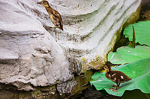 紫竹院公园荷花塘内的野鸭