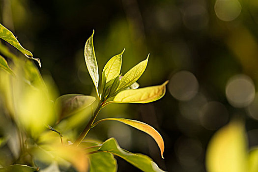 梦幻植物