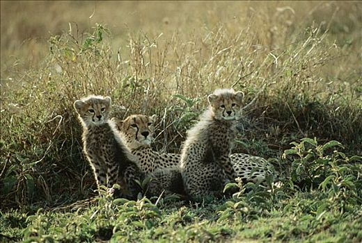 印度豹,猎豹,母兽,幼兽,塞伦盖蒂,坦桑尼亚