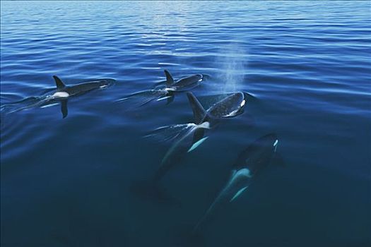 逆戟鲸,游动,静水,威廉王子湾,阿拉斯加