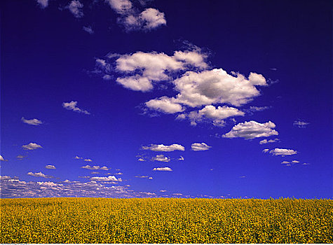 油菜地,天空,艾伯塔省,加拿大