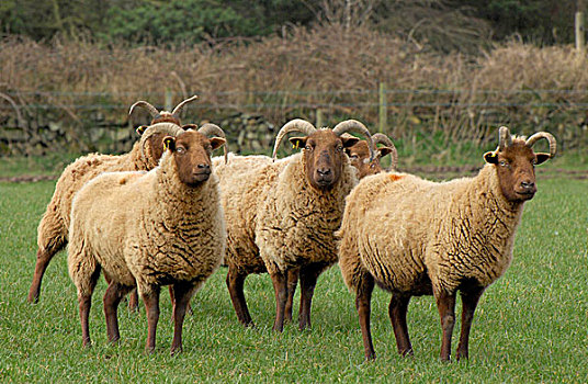 生活,绵羊,母羊,成群,站立,草场,马恩岛