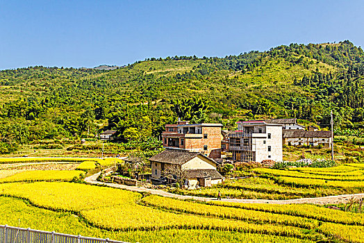 秋季成熟的稻田田园村庄景观背景