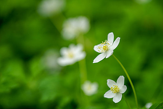 风,花