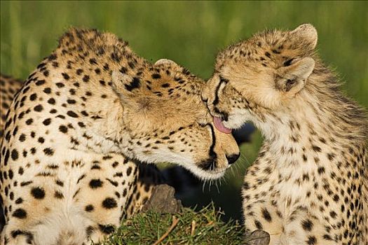 印度豹,猎豹,两个,9个月大,幼兽,修饰,母兽,马赛马拉国家保护区,肯尼亚