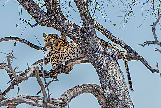 豹,树,埃托沙国家公园,纳米比亚,非洲