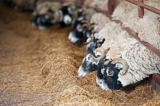 羊羔,小屋,饮食,坎布里亚,英格兰