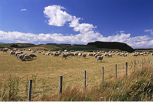 綿羊,農場