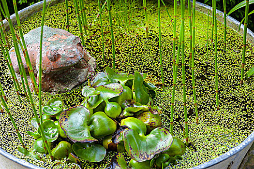 旧式,青蛙,装饰,水生植物