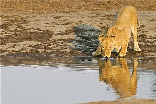 雌狮,狮子,水坑,萨维提,博茨瓦纳,非洲