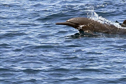危地马拉,夸特扎尔港,飞旋海豚,跳跃