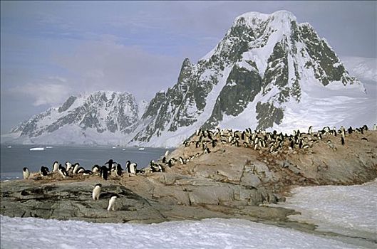 阿德利企鹅,生物群,花冈岩,岩层,南极