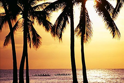 夏威夷,椰树,剪影,金色,日落,独木舟,海洋,水