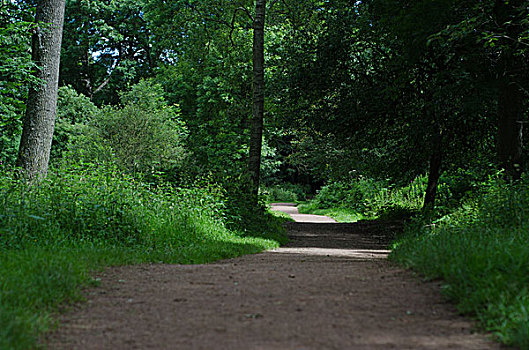 道路,树林