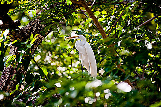 白鹭,哥斯达黎加