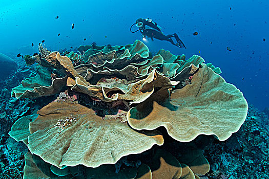 潜水,看,莴苣,珊瑚,大堡礁,太平洋,澳大利亚,大洋洲