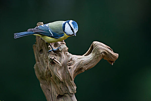 蓝冠山雀,下萨克森,德国,欧洲