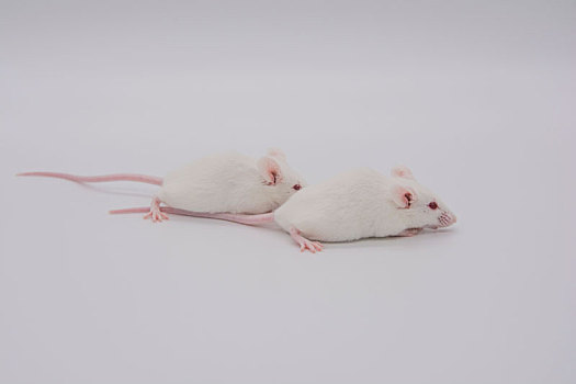 动物实验鼠