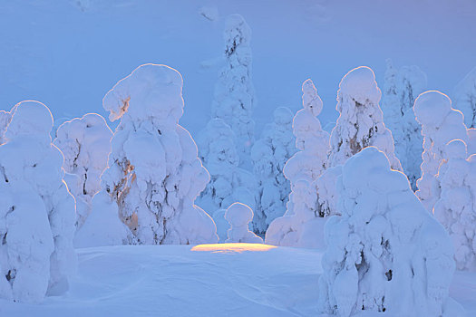 积雪,树,日落,冬天,库萨莫,芬兰