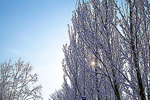 大雪后树上的白色雾凇