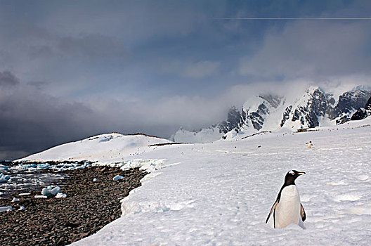巴布亚企鹅,大雪,岛屿,南极半岛