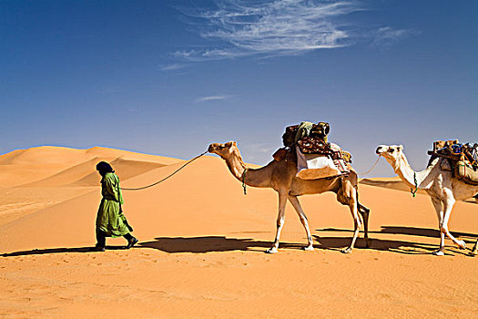 单峰骆驼,驼队,利比亚沙漠,利比亚