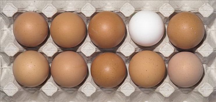 鸡,蛋,包装,褐色,一个,白色