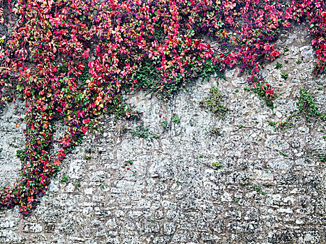 欧洲,意大利,托斯卡纳,红色,常春藤,攀登,墙壁
