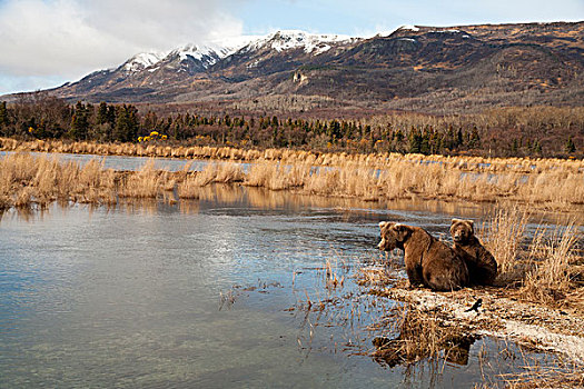 大灰熊,棕熊,母亲,一岁,岸边,卡特麦国家公园,阿拉斯加