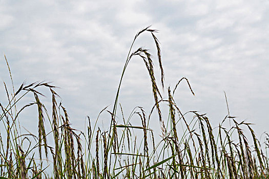 野荞麦