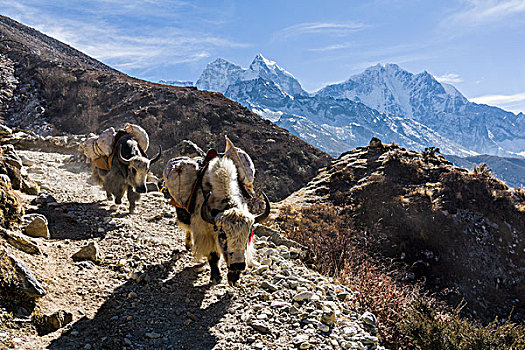 牦牛,商品,俯视,山谷,单独,昆布,尼泊尔,亚洲