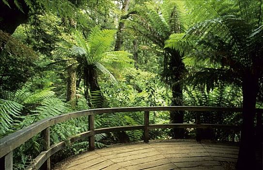 温带雨林,休息,奥特韦国家公园,海洋,道路,维多利亚,澳大利亚